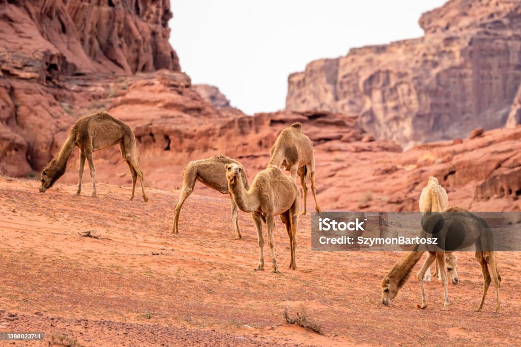 The Camels (Camelus dromedarius) in the Wadi Rum desert. Jordan. Aqaba Stock Photo