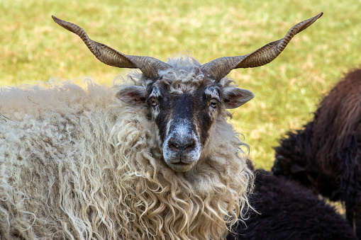 animal, Hungarian zackel sheep, portrait