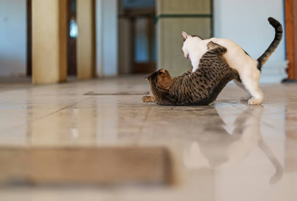 dos gatos callejeros están peleando en la calle. - cat fight fotografías e imágenes de stock