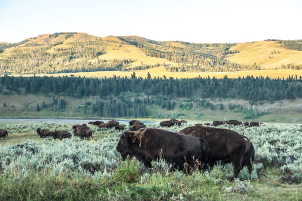 istock Bison graze in Lamar Valleyat Yellowstone National 1388025802