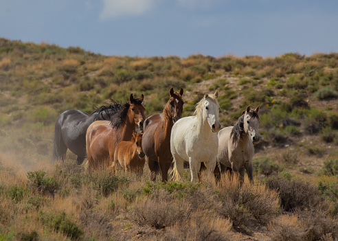 wild horses in Sand Wash Basin in Northern Colorado.