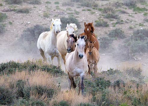 wild horses running in Sand Wash Basin in Northern Colorado.