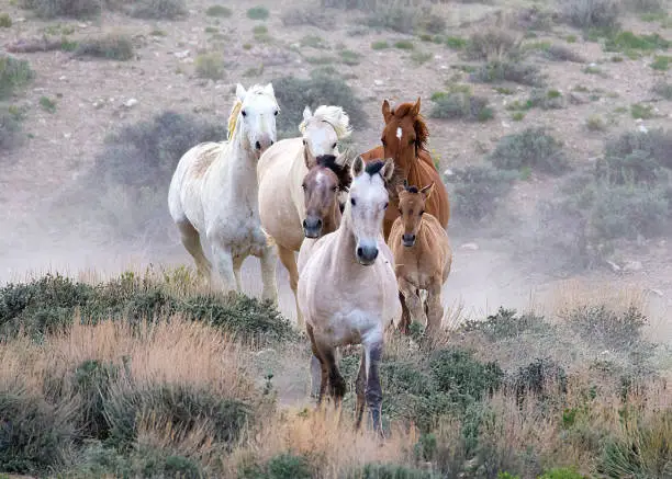 Photo of Group of wild horses running through the sage brush o\f the high desert in northern COlorado