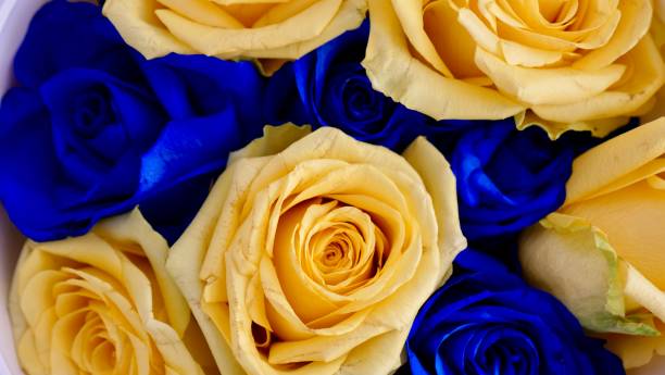 istock Yellow blue rose flowers Close-up 1388029324