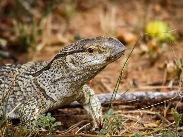 istock Rock Monitor Lizard 1388030051