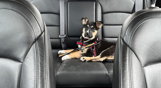 Puppy buckled into the backseat of a car with leather seats, fastened with a red harness and ready for a road trip.