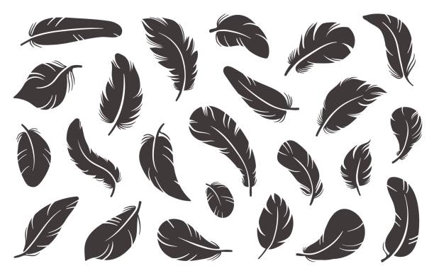 Feather icons. Black plumage silhouettes. Different shapes birdy elements. Smooth and fluffy feathering. Softly and bend lightweight plume. Writing pen. Simple style. Vector quills set Feather icons. Black plumage silhouettes. Different shapes birdy elements. Smooth and fluffy feathering. Softly and bend goose lightweight plume. Writing pen. Simple style. Vector isolated quills set goose bird stock illustrations