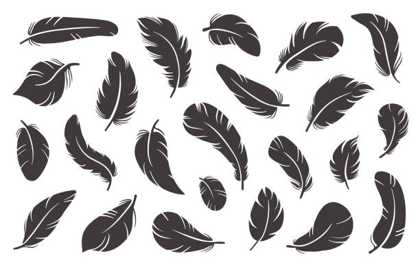 Feather icons. Black plumage silhouettes. Different shapes birdy elements. Smooth and fluffy feathering. Softly and bend lightweight plume. Writing pen. Simple style. Vector quills set Feather icons. Black plumage silhouettes. Different shapes birdy elements. Smooth and fluffy feathering. Softly and bend goose lightweight plume. Writing pen. Simple style. Vector isolated quills set feather vector illustration stock illustrations