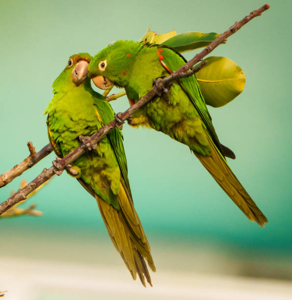 istock White-Eyed Parakeet Couple 1388031359