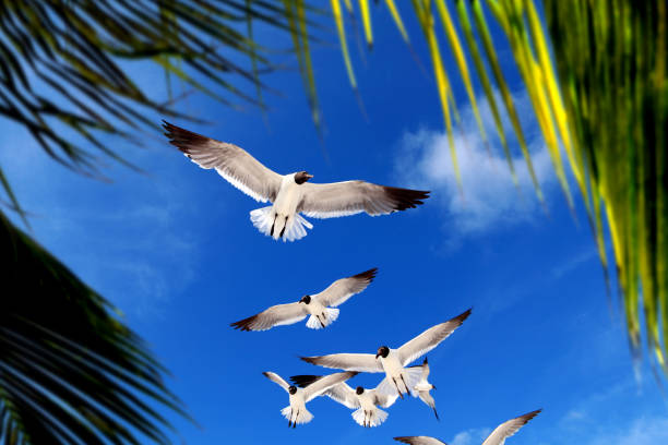 Flock of seagulls over sunny blue sky