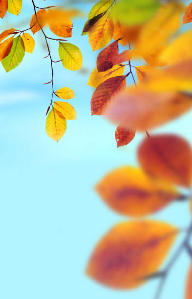 Autumn leaves over sky
