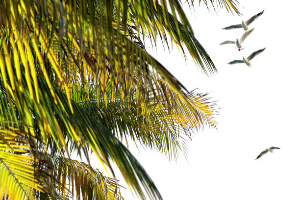 istock Shiny palm tree leaves and flying seagulls over sunny sky 1388031435