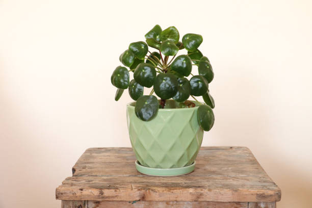 Pilea peperomioides, Chinese money plant on wooden table stock photo