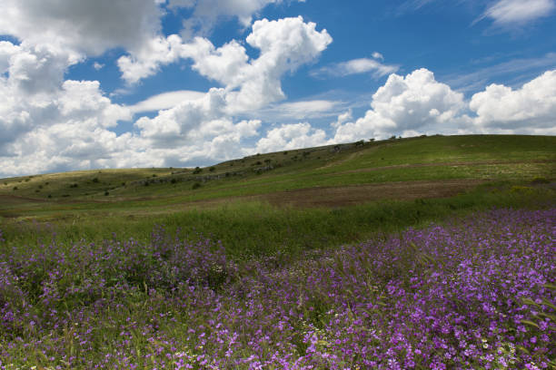 Spring in Apulia, Murgia, Southern Italy, Bari stock photo