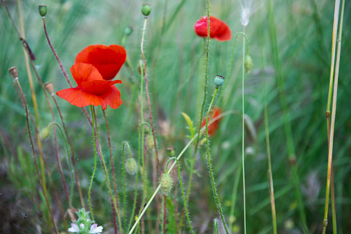 Red poppy in open field, Murgia, Apulia, Southern Italy