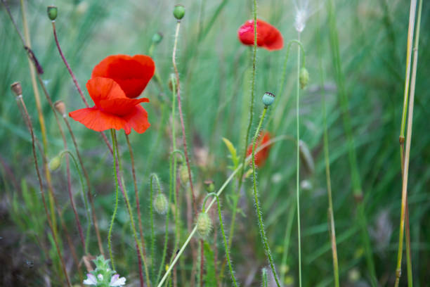 Red poppy stock photo