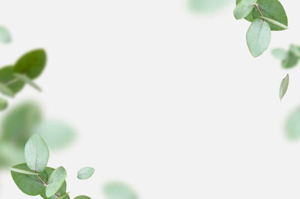 Flying fresh green branches of eucalyptus on light gray background. Flat lay, top view, mock up. Nature eucalyptus leaves background. Eucalyptus branches pattern. Floral frame, layout for design.