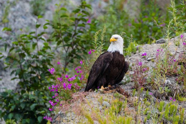 aquila calva, haliaeetus leucocephalus, in alaska. uccello nazionale degli stati uniti d'america. - leucocephalus foto e immagini stock