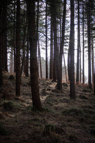 istock Dark Woodland 1388034804
