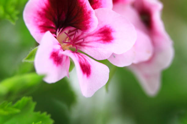 istock Scented Geranium Pelargonium Crispum flower 1388034879