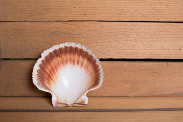 Marine still life photography with shells