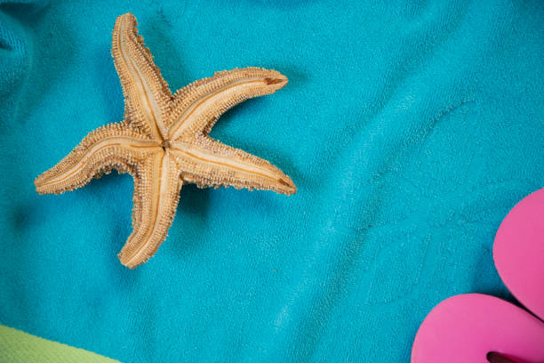istock Vacation Holiday at the beach collecting sea shells. 1388035071