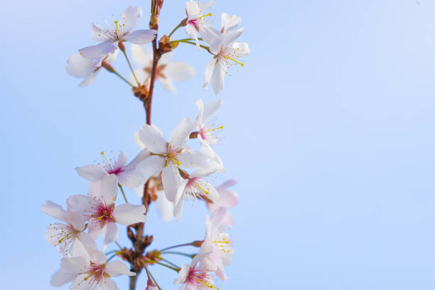 Spring Cherry tree blossom against a pale blue sky in full loom in late March