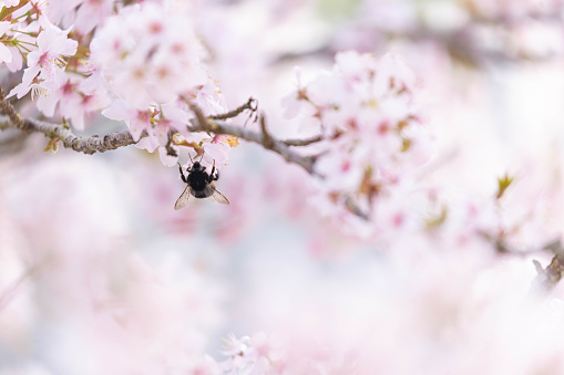 Busy Bumble bee with its head in a cherry tree blossom flower harvesting nectar and pollen