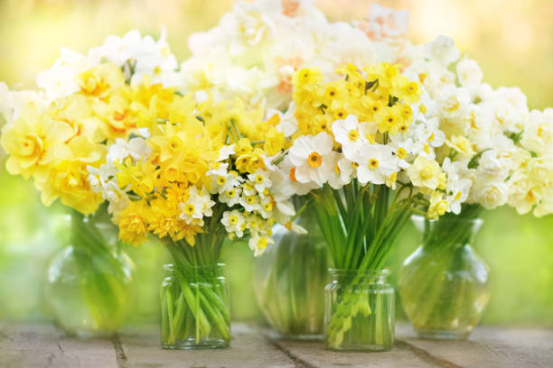 Springtime blooming yellow, white and apricot color daffodils, spring blossoming narcissus (jonquil) flowers bouquet background Springtime blooming yellow, white and apricot color daffodils, spring blossoming narcissus (jonquil) flowers bouquet background, selective focus, shallow DOF grape hyacinth stock pictures, royalty-free photos & images