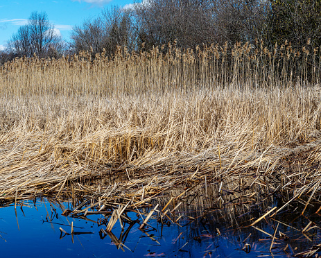 Wetland marsh with blue water and yellow reeds. Forest edge and blue sky in background.