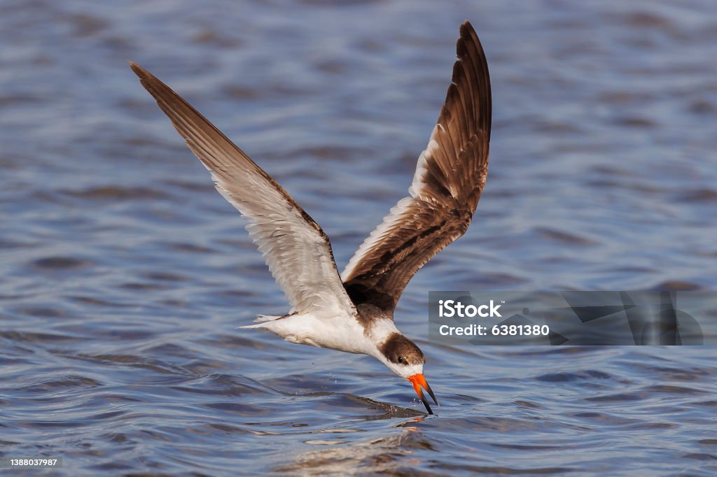 Black Skimmer Black Skimmer Stock Photo