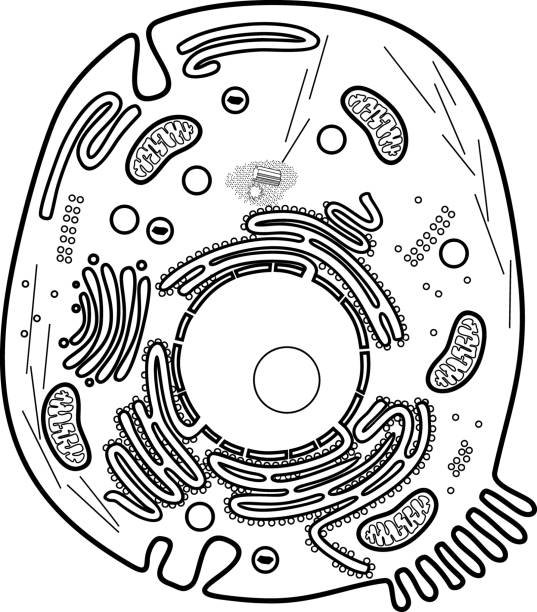 kolorowanka ze strukturą komórek zwierzęcych. materiały edukacyjne do lekcji biologii - zwierzęca komórka stock illustrations