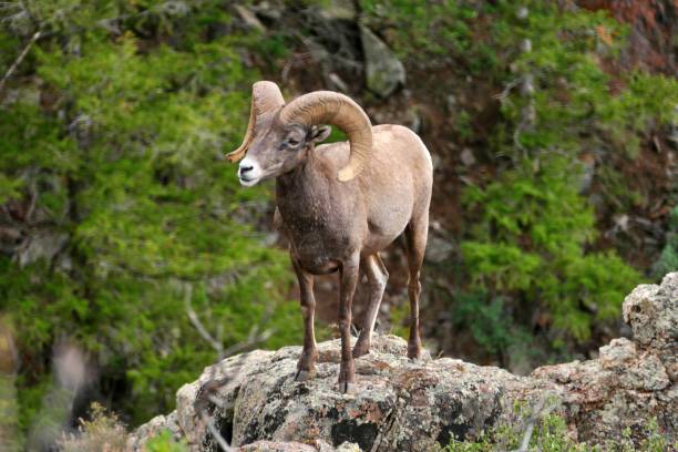 istock Desert Bighorn Sheep 1388039761