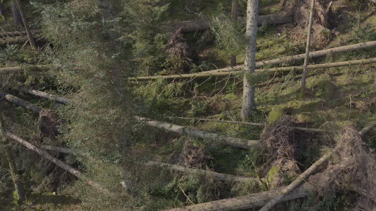 High angle view of destruction in a Scottish forest