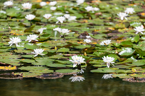 White water lilies (nymphaea odorata) in bloom