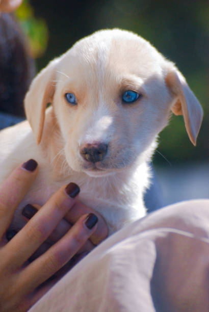 istock Dog - Pet - Friend 1388044188