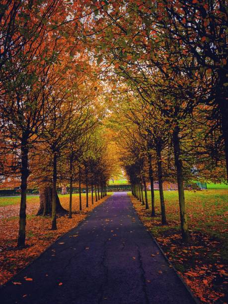 istock Autumn season in park 1388049809
