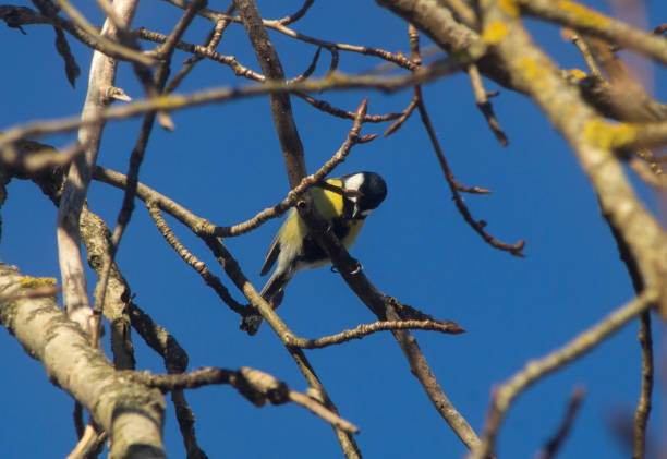 istock Cute tit (Parus major) sitting on a tree branch. Sunny spring day. 1388051769