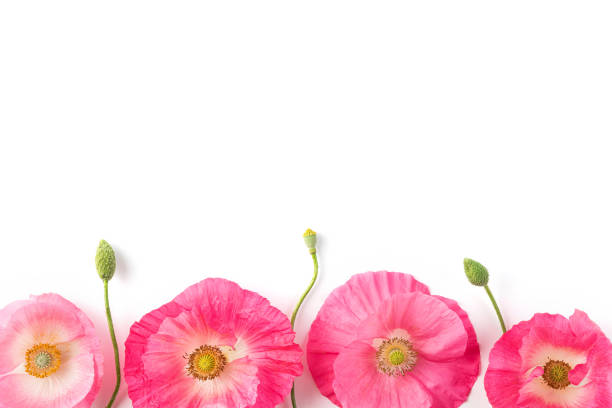istock Flower composition. Pink poppy flowers isolated on white background. Top view. Floral pattern 1388052288
