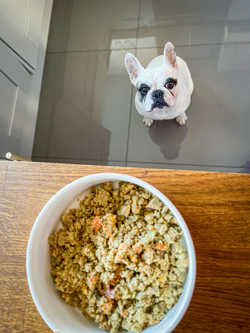 Healthy Slow Cooked Homemade Dog Food Stock Photo - Download Image Now