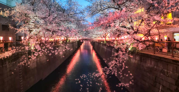 istock Sakura cherry blossom at dusk, tokyo. Japan 1388052793