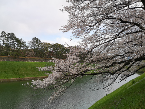 Cherry tree sakura blooming at Chidorigafuchi Park. Tokyo