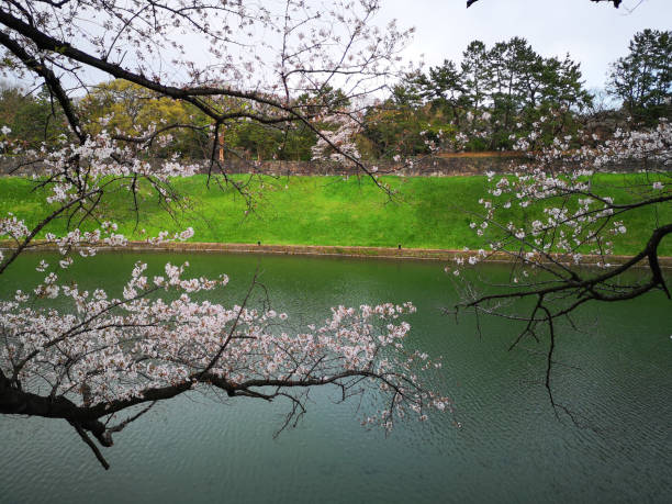 istock sakura bloom at Chidorigafuchi Park. Tokyo 1388052805