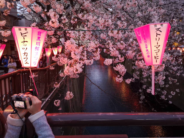 prendre une photo de sakura en fleur de cerisier au crépuscule, tokyo. japon - rivière meguro photos et images de collection