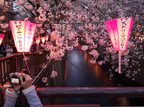 April 2, 2019 - Tokyo, Japan: Hands of a woman taking a photo with a digital camera of Sakura cherry blossom season in meguro river at dusk, tokyo. Japan