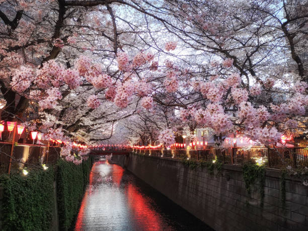 istock Sakura cherry blossom at dusk, tokyo. Japan 1388053416