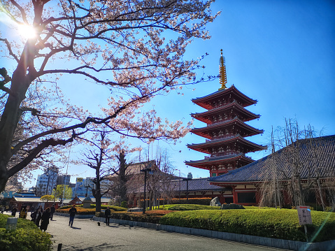 Kyoto, Japan - April 11, 2019: Torii gate with Japanese maple tree foliage at garden park of Arashiyama and temple building shrine