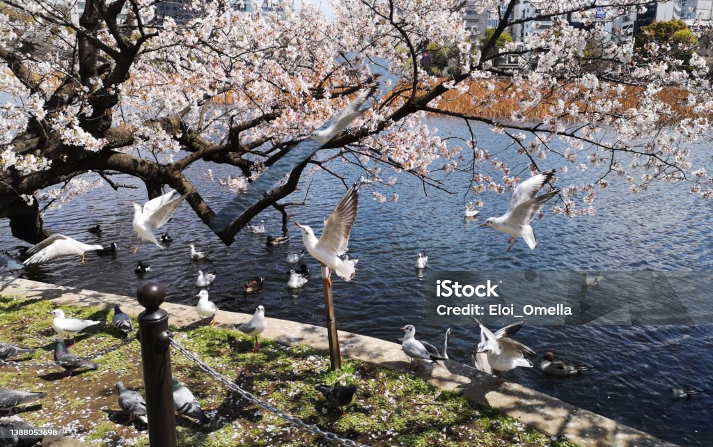 The black-headed gull (Chroicocephalus ridibundus) and cherry blossom in spring season Tokyo - Japan Stock Photo