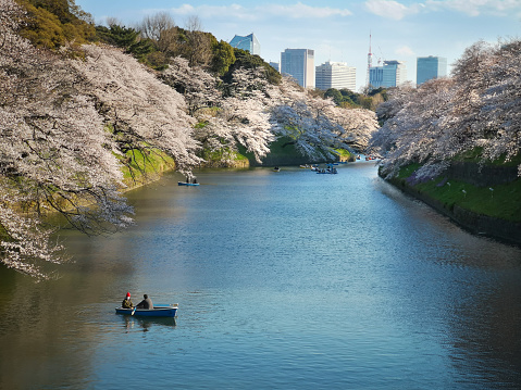April 3, 2019 - Tokyo, Japan: Cherry tree sakura blooming and boats in Chidorigafuchi Park. Tokyo. Japan