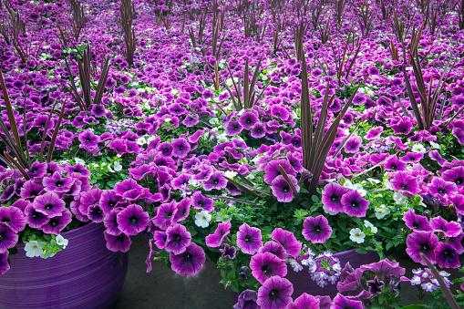 Full frame wallpaper background of potted petunias growing in greenhouse. Flowers in pots